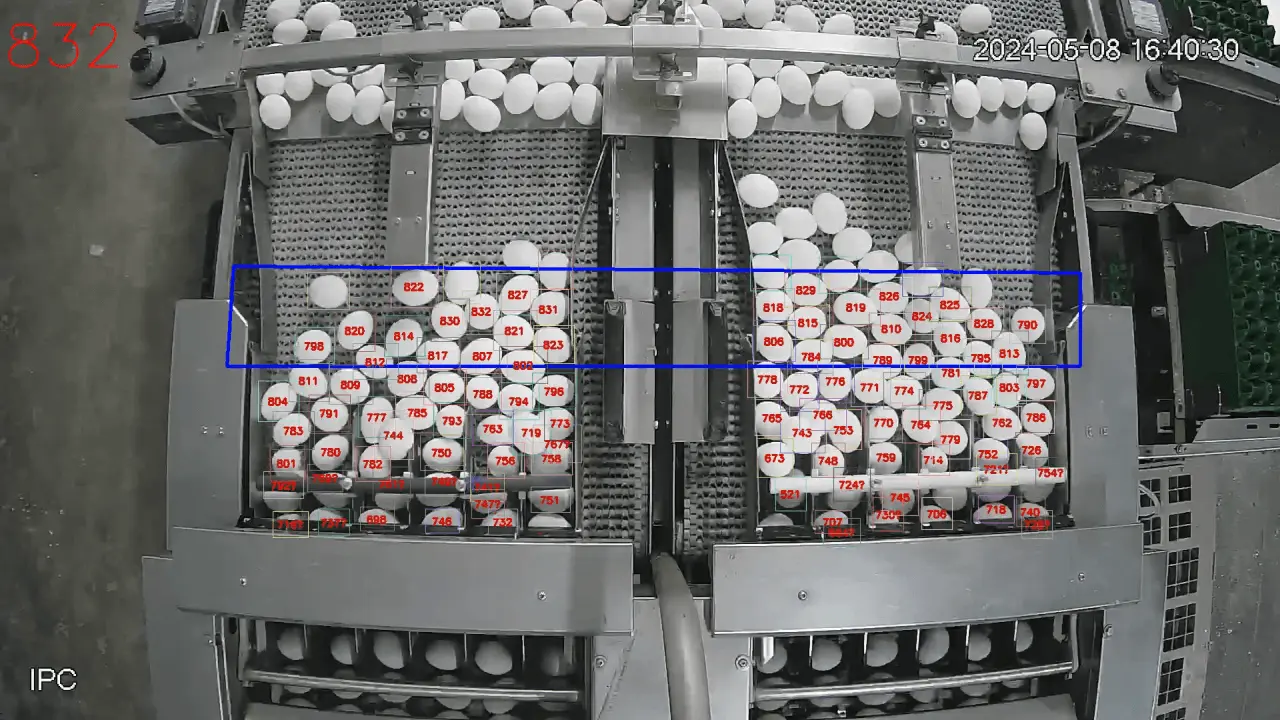 CamContador counting eggs on a poultry farm conveyor, live bounding boxes